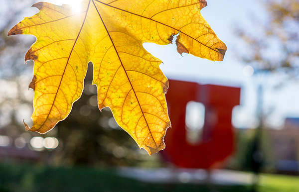 Block u sunny leaf
